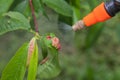 Spraying leaves fruit tree fungicide Royalty Free Stock Photo