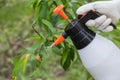 Spraying leaves fruit tree fungicide Royalty Free Stock Photo