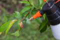 Spraying leaves fruit tree fungicide Royalty Free Stock Photo