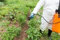 Farmer spraying vegetables in the garden with herbicides, pesticides or insecticides.