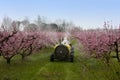 Spraying of peach