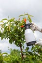 Spraying leaves fruit tree fungicide Royalty Free Stock Photo