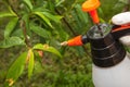 Spraying leaves fruit tree fungicide Royalty Free Stock Photo