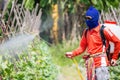 Spraying pesticide Royalty Free Stock Photo