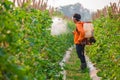 Spraying pesticide Royalty Free Stock Photo