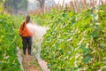 Spraying pesticide Royalty Free Stock Photo