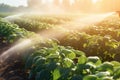 Spraying pesticide onto potato. Generate AI