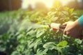 Spraying pesticide onto potato sun light. Generate AI