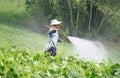 Spraying pesticides Royalty Free Stock Photo