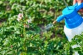 Spraying plants against Colorado potato beetle. Insect pest control in agriculture. pest control colorado potato