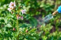 Spraying plants against Colorado potato beetle. Insect pest control in agriculture. pest control colorado potato Royalty Free Stock Photo