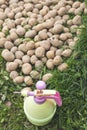 spraying of potato tubers before planting from pests, Treatment of sprouted potatoes with insecticide before planting in