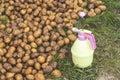spraying of potato tubers before planting from pests, Treatment of sprouted potatoes with insecticide before planting in