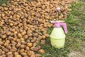 spraying of potato tubers before planting from pests, Treatment of sprouted potatoes with insecticide before planting in