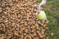 spraying of potato tubers before planting from pests, Treatment of sprouted potatoes with insecticide before planting in