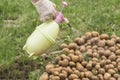 spraying of potato tubers before planting from pests, Treatment of sprouted potatoes with insecticide before planting in