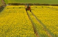 Spraying Rapeseed crop Royalty Free Stock Photo