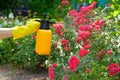 Spraying rose flowers in the garden. Gardener using spray bottle with insecticide. Pest control concept