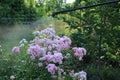 Spraying rose shrub with garden hand sprayer.