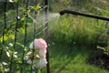 Spraying rose shrub with garden hand sprayer.