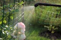 Spraying rose shrub with garden hand sprayer. Closeup.