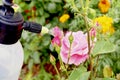 Spraying roses in the garden with a spray bottle.Pest control co