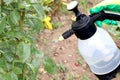 Spraying roses in the garden with a spray bottle. Pest control concept. Caring for garden plants Royalty Free Stock Photo