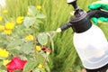 Spraying roses in the garden with a spray bottle. Pest control concept. Caring for garden plants. selective focus Royalty Free Stock Photo