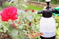 Spraying roses in the garden with a spray bottle. Pest control concept. Caring for garden plants. selective focus