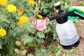 Spraying roses in the garden with a spray bottle. Pest control concept. Caring for garden plants. selective focus Royalty Free Stock Photo