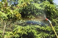 Spraying a sick peach fruit tree. Royalty Free Stock Photo