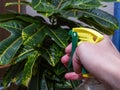 Spraying with a spray of home plants Royalty Free Stock Photo