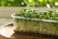 Spraying sprouted arugula seeds on wooden table, closeup
