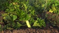 Spraying the squash bush by watering pot.