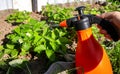 Spraying strawberries with boric acid and iodine during flowering for the ovary and getting rid of diseases and pests