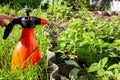 Spraying strawberries with boric acid and iodine during flowering for the ovary and getting rid of diseases and pests