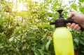 Spraying tomatoes with boric acid from late blight and parasites. Copy space for text Royalty Free Stock Photo