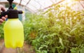 Spraying tomatoes with boric acid from late blight and parasites. Copy space for text Royalty Free Stock Photo