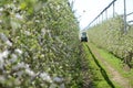 Spraying trees orchard Royalty Free Stock Photo