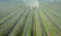 Spraying trees orchard