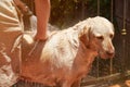 Spraying water from hose on labrador dog Royalty Free Stock Photo