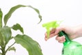 Spraying water on indoor plants. In the hand is a spray bottle with water. Hydration of plants Royalty Free Stock Photo