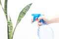 Spraying water on indoor plants. In the hand is a spray bottle with water. Hydration of plants Royalty Free Stock Photo