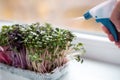 Spraying water on microgreens radish sprouted in coco mat