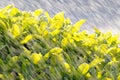 Spraying water on the verdure bush Royalty Free Stock Photo