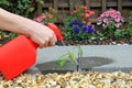 Spraying Weed Killer On To A Weed. Royalty Free Stock Photo