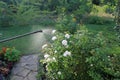 Spraying white rose shrub with garden hand sprayer.