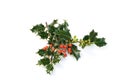 Sprays of red & green holly berries Royalty Free Stock Photo