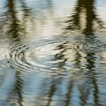 Spread across a water surface reflecting trees possibly in a natural Royalty Free Stock Photo