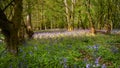 Bluebells carpet a forest floor